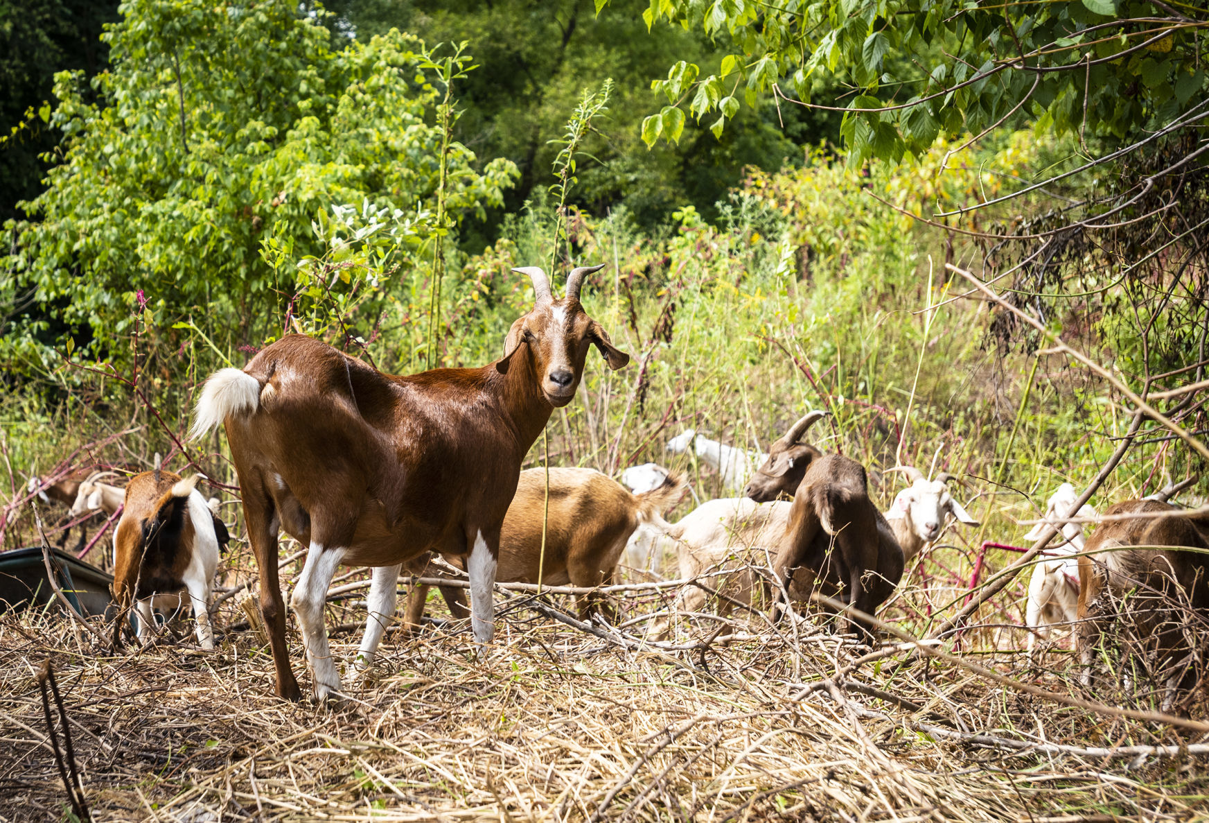 Goats